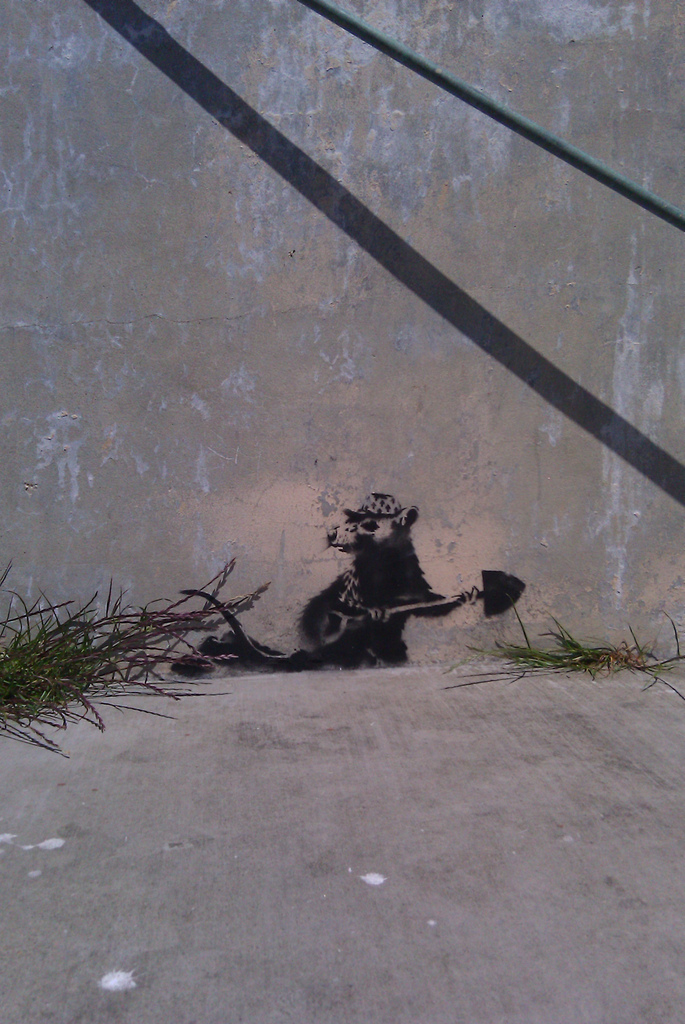banksy rat wallpaper. Banksy Alcatraz rat!
